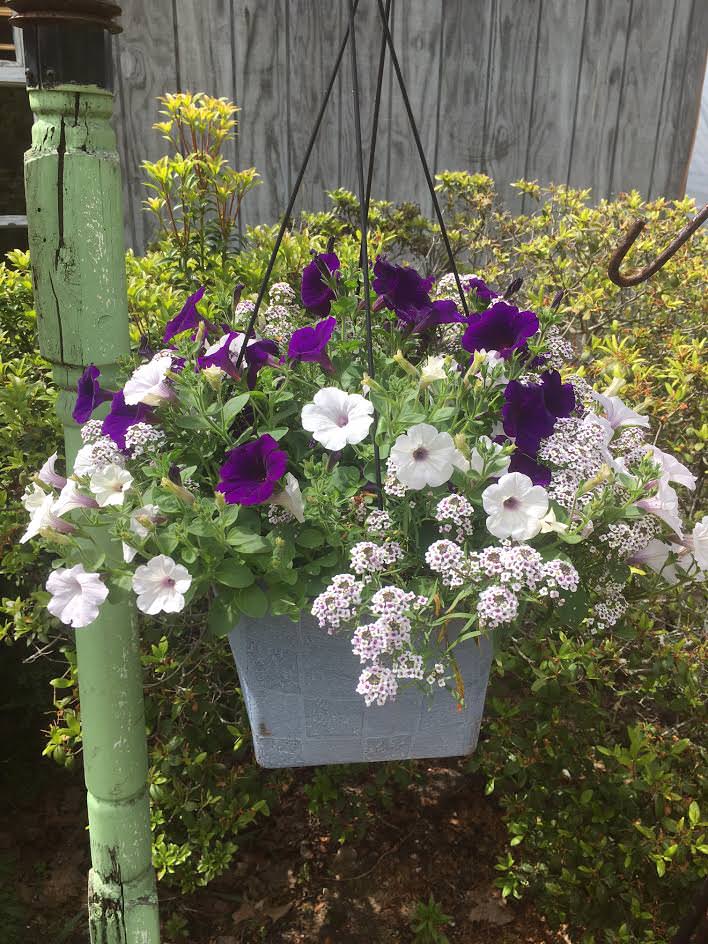 Moody's Nursery in Saco, Maine - NEW ARRIVALS & SALE ITEMS